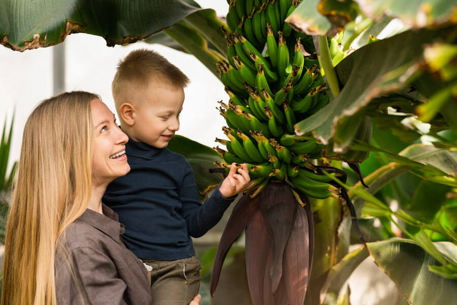 Une femme et son enfant récoltant des bananes sur un bananier qui a été planté suivant les bonnes distances de planatation