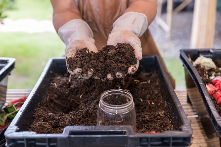La présence de vers dans le terreau des plantes d'intérieur