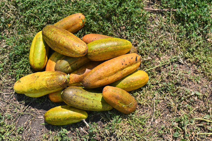 Des concombres jaunes qui viennent d'être cueillies pour les manger