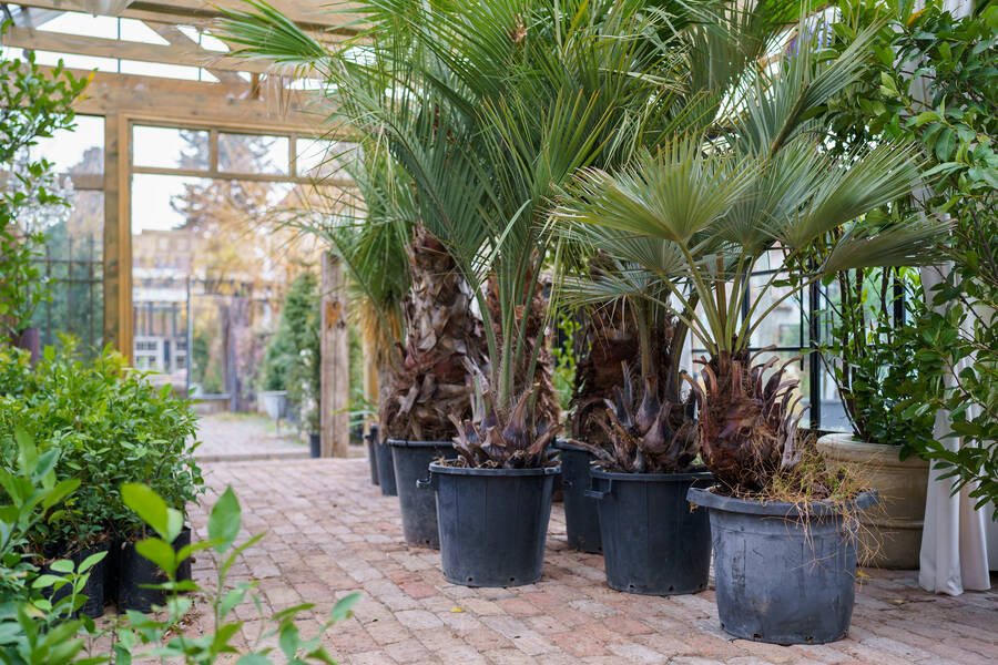 Des palmiers de jardin Lidl planter dans des pots