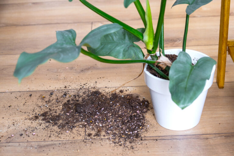 Une magnifique plante d'orchidée qui nécessite peu de terre pour s'épanouir