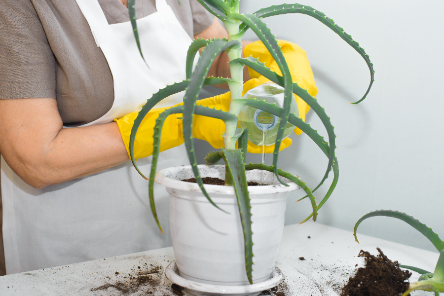 Une femme portant un gant et sauve un aloe vera pourri en enlevant les mauvaises feuilles