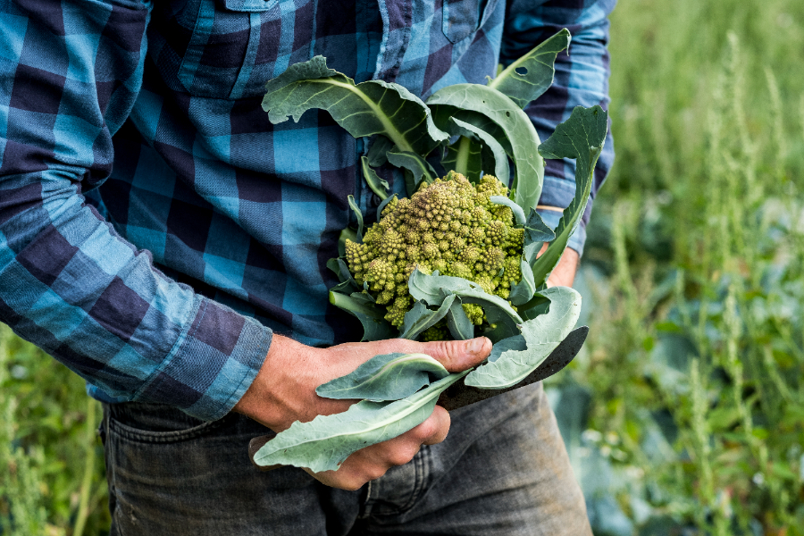 Un homme tenant un chou romanesco avec en pleine floraison dans ses mains