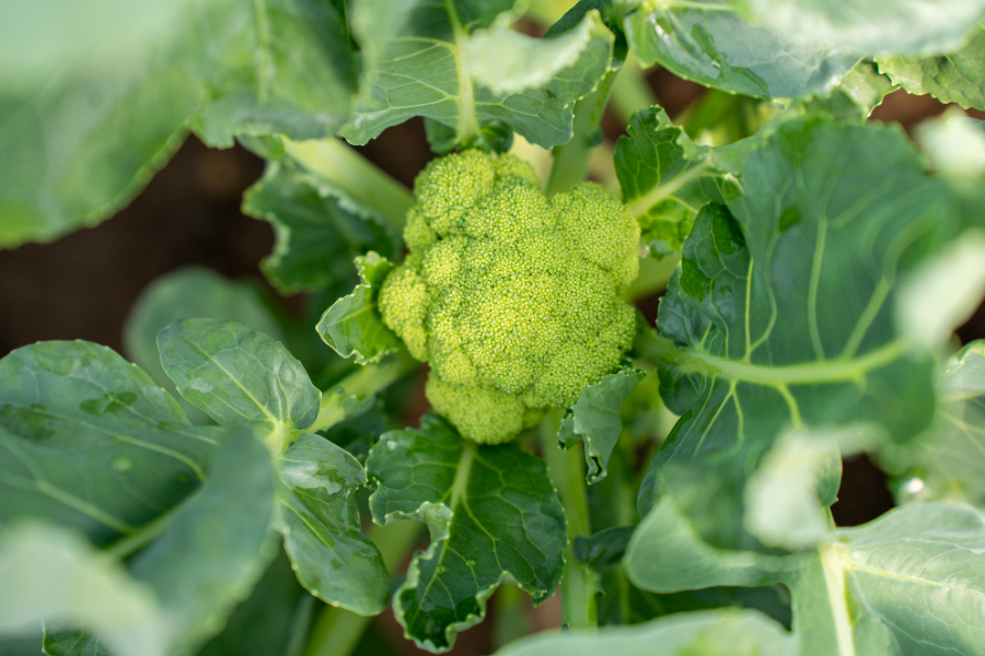 Le chou romanesco est entrain de monter en fleur