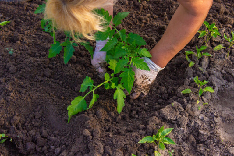 Une femme portant un gant en plantant ses tomates à la terre de bruyère