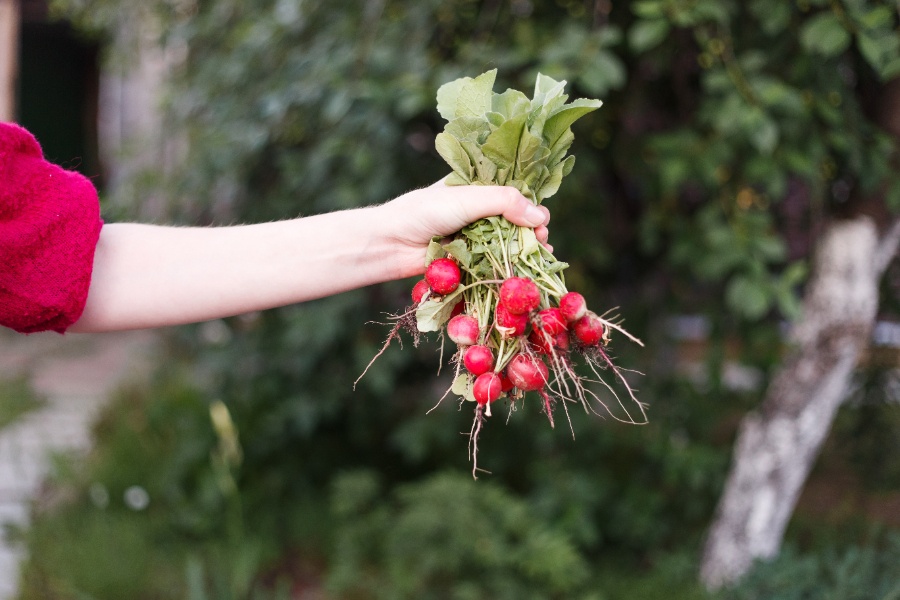 Comptage précis de radis alignés sur une planche de cuisine, environ 15 à 20 pièces