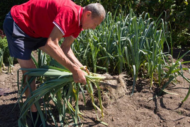 Un homme cultivant des poireaux
