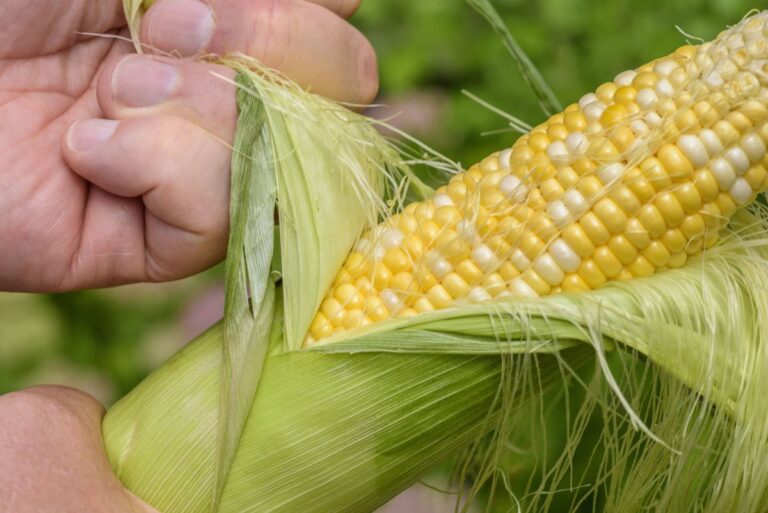 Une personne qui regarde la maturité d'un maïs