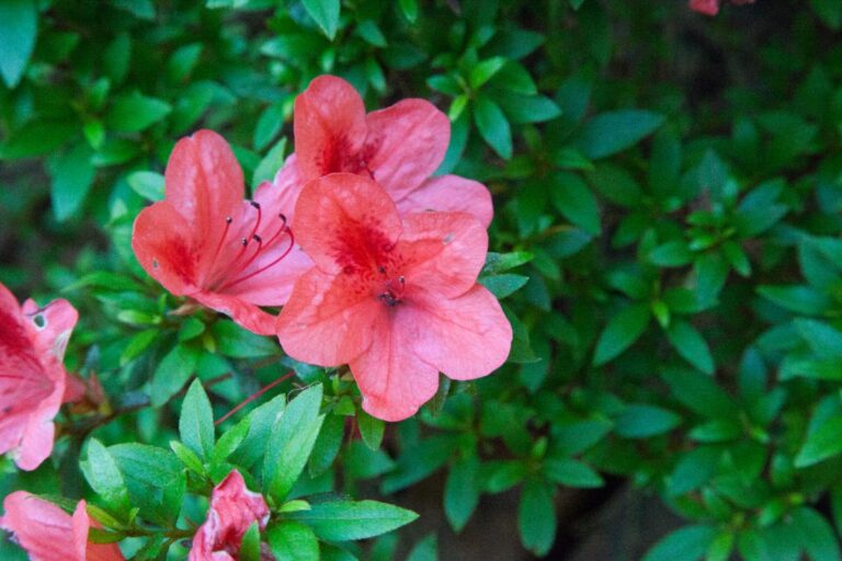 Une plante d'azalée avec des fleurs roses