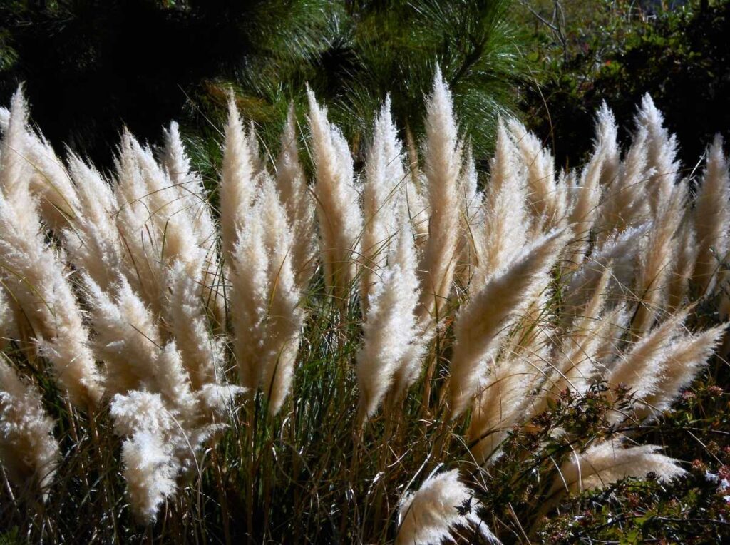 Belle herbe de la pampa