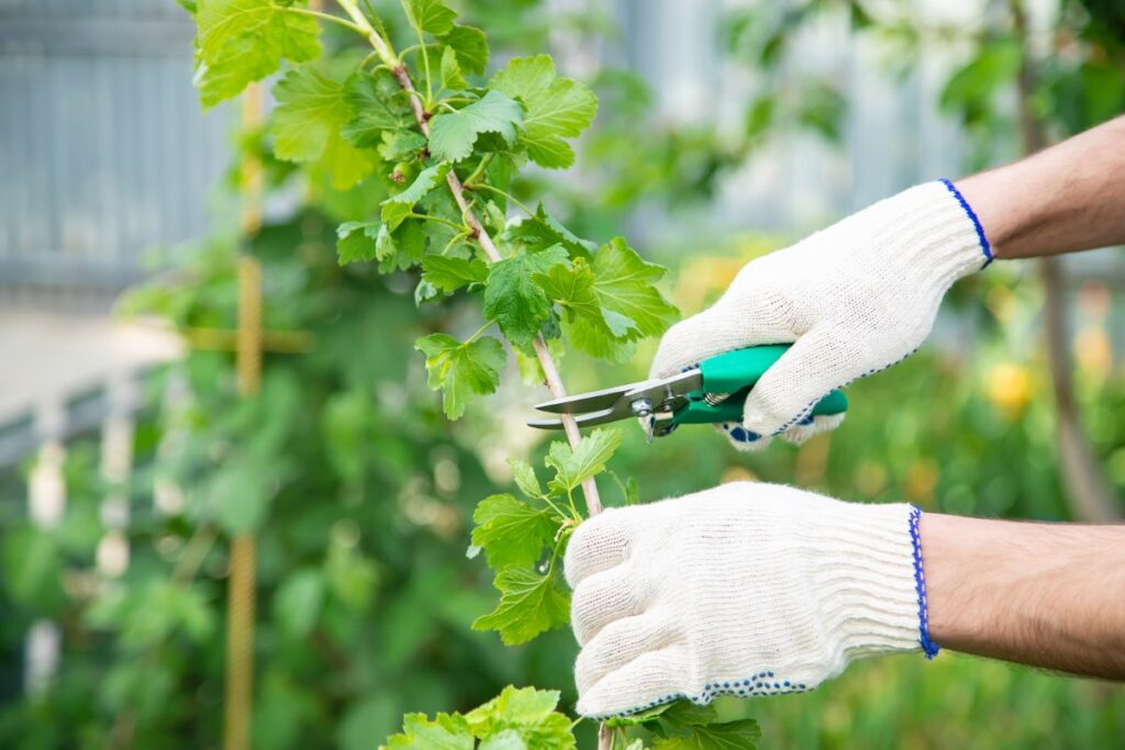 Main avec un gant qui coupe un tige de vigne