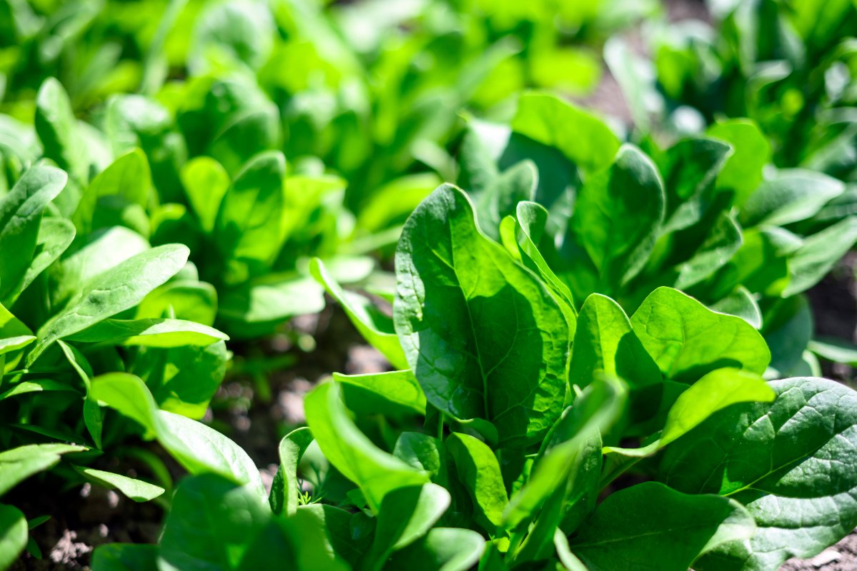 Des épinards d'hiver dans un jardin potager