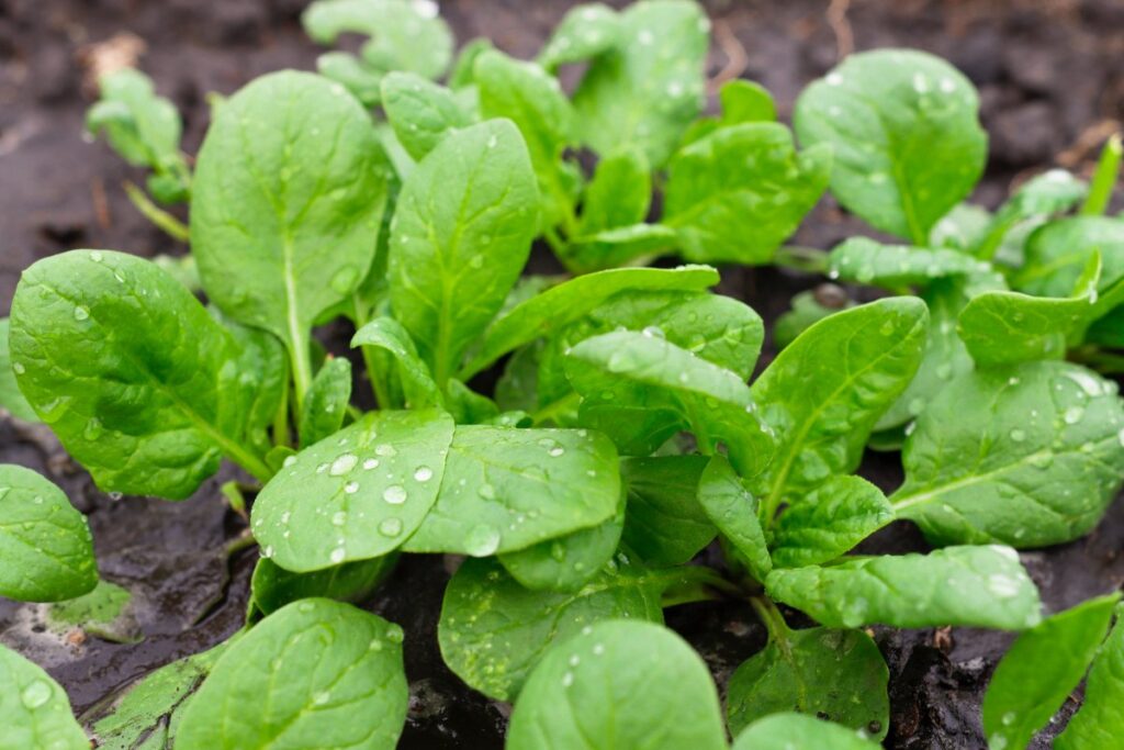 Des épinards d'hiver dans un jardin