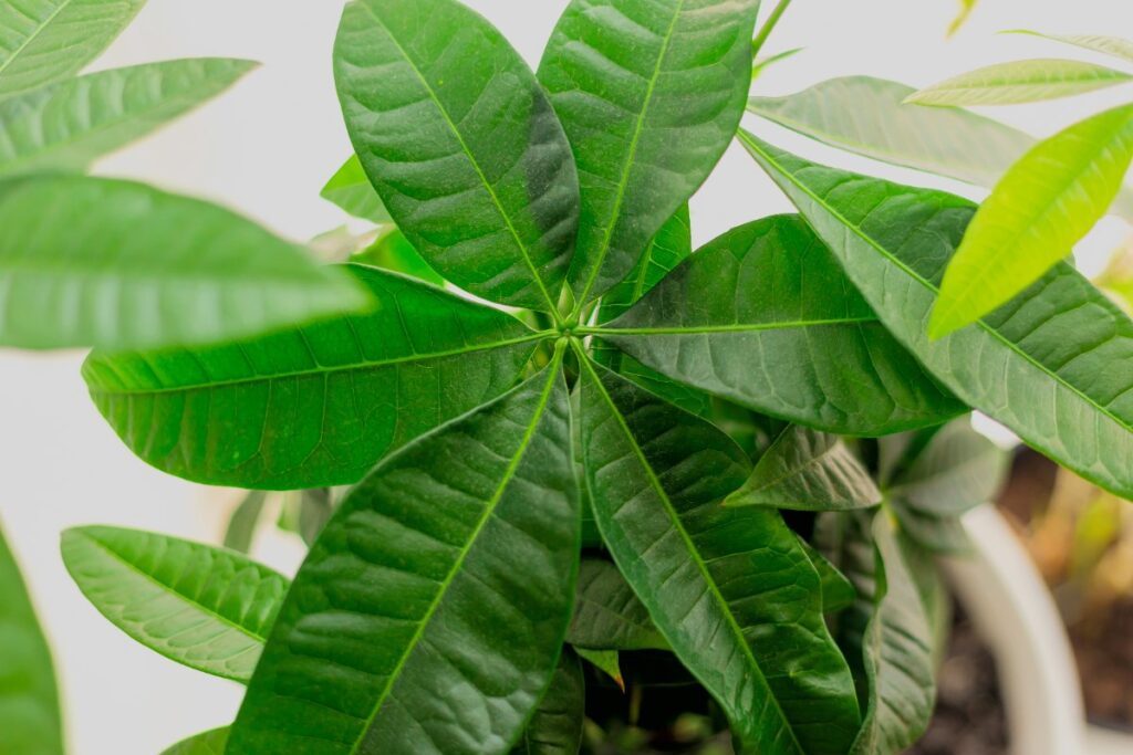 Des feuilles vertes d'une plante de Pachira