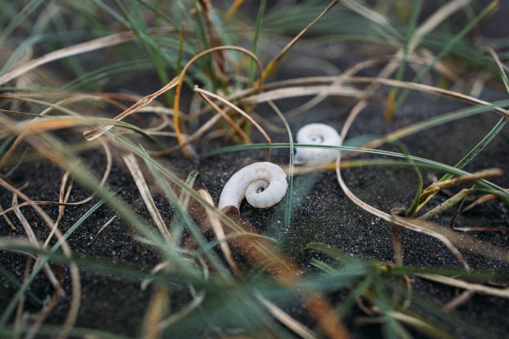 Des insectes blancs dans un potager
