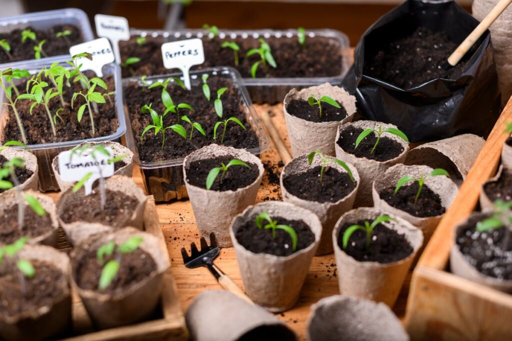 Des plants de légumes à vendre