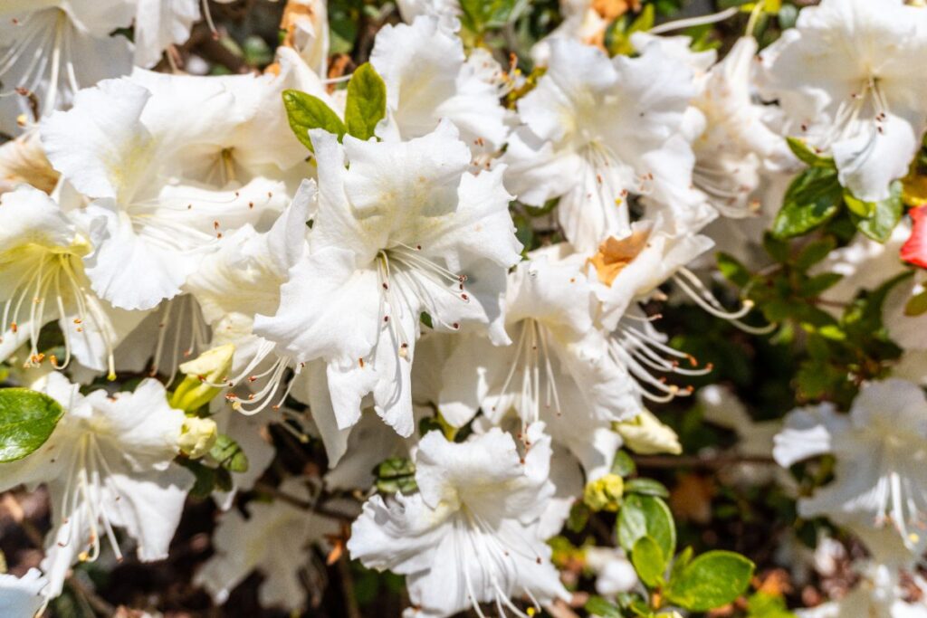 Des fleurs blanches d'une azalée dans le jardin
