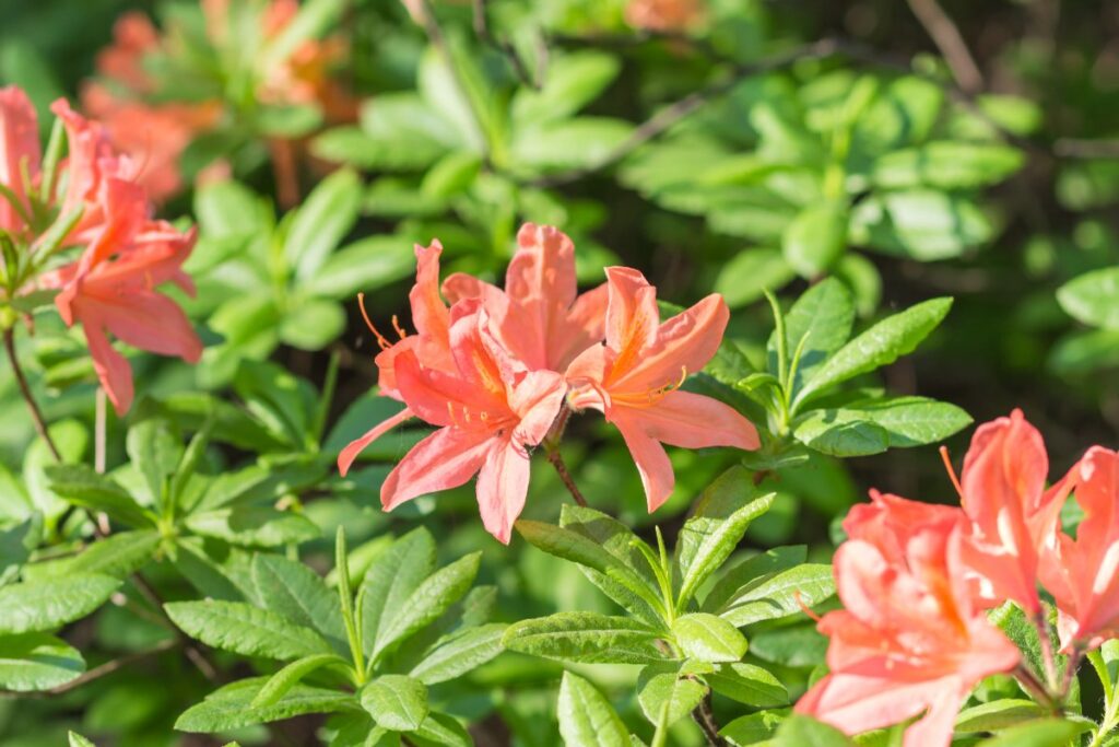 Des fleurs d'une azalée, de couleur orange