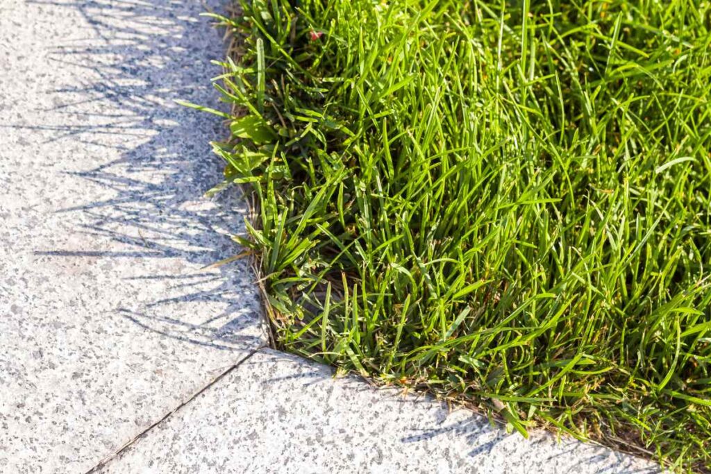 Du gazon naturel posé sur le dalle en béton