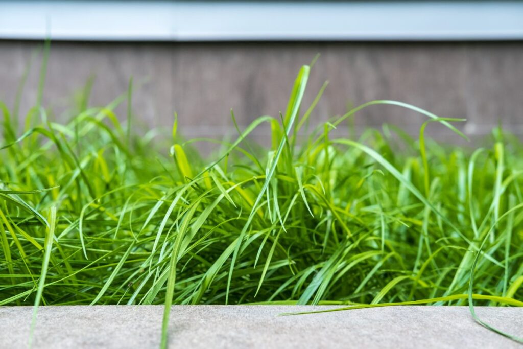 Dalle en béton avec du gazon naturel installé