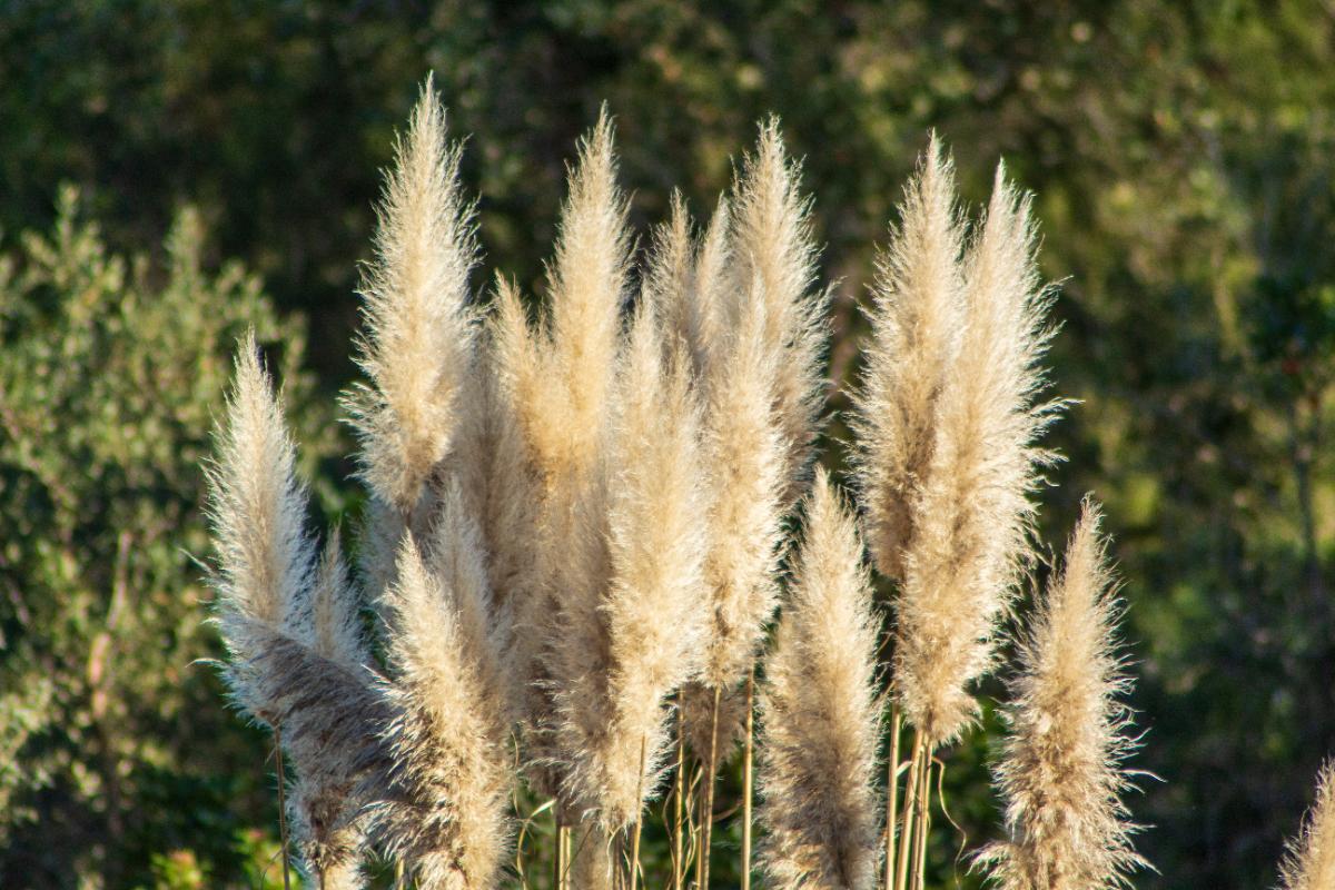 Une belle harbe de pampa en floraison