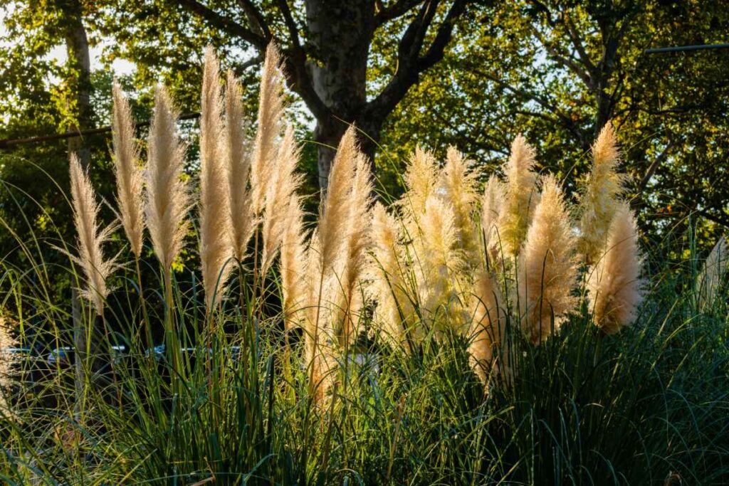 Herbe de pampa dans le jardin