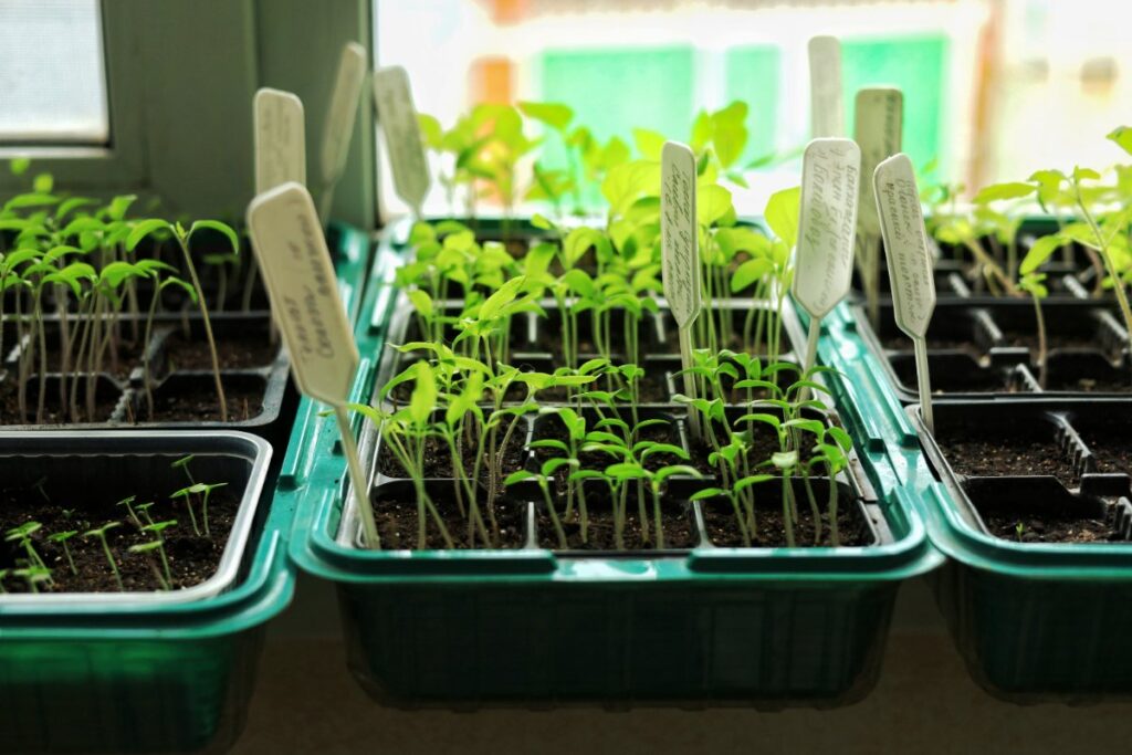 Des pots de plants de légumes