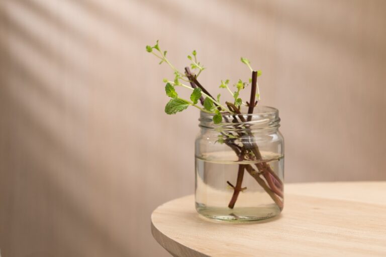 Un bocal rempli d'eau et de tige de vigne