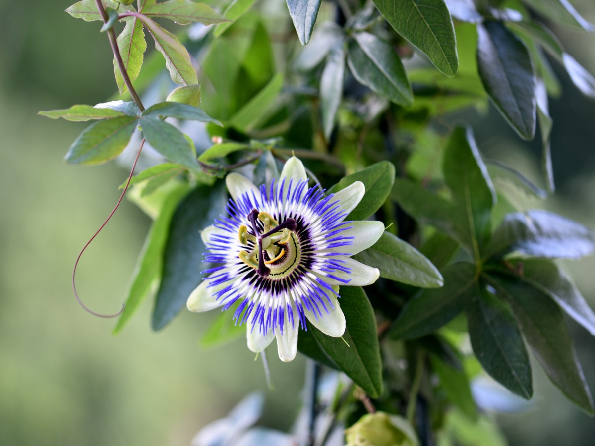 Une fleur de passiflore dans le jardin
