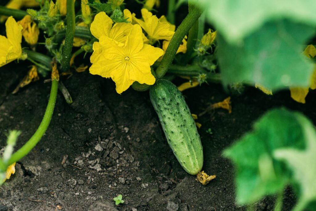 Un concombre planté dans le jardin