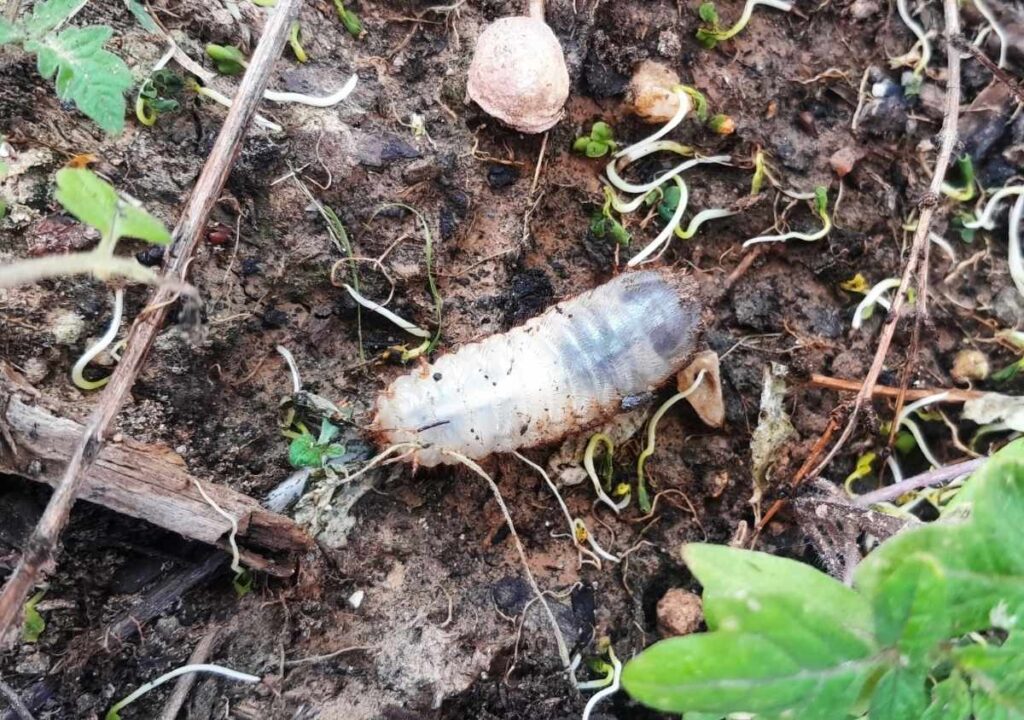 Un insecte blanc qui se trouve dans un jardin