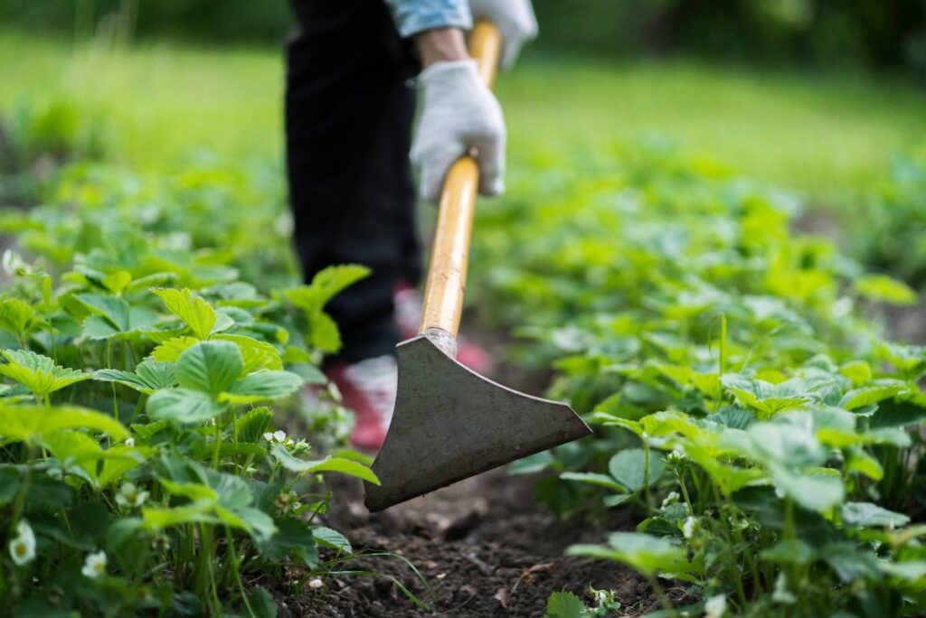 Un jardinier utilisant une binette dans le potager