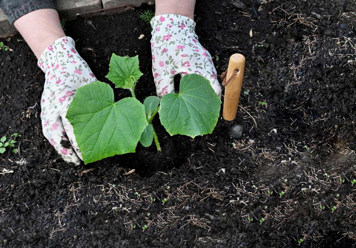 Une personne plantant de courgette dans son potager
