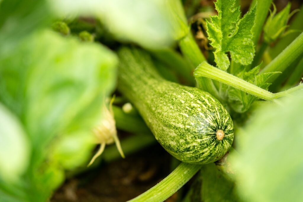 Une plante de courgette dans le jardin