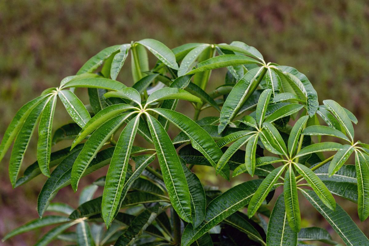 Une jeune plante de Pachira