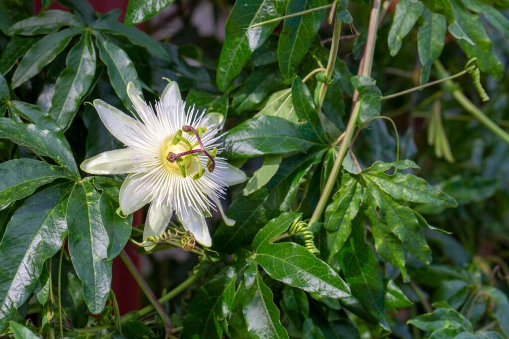 Une passiflore plantée dans le jardin