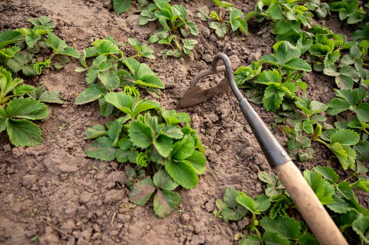 Utilisation d'une binette dans un jardin de fraise