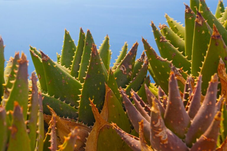 Des aloe vera ayant des feuilles marrons