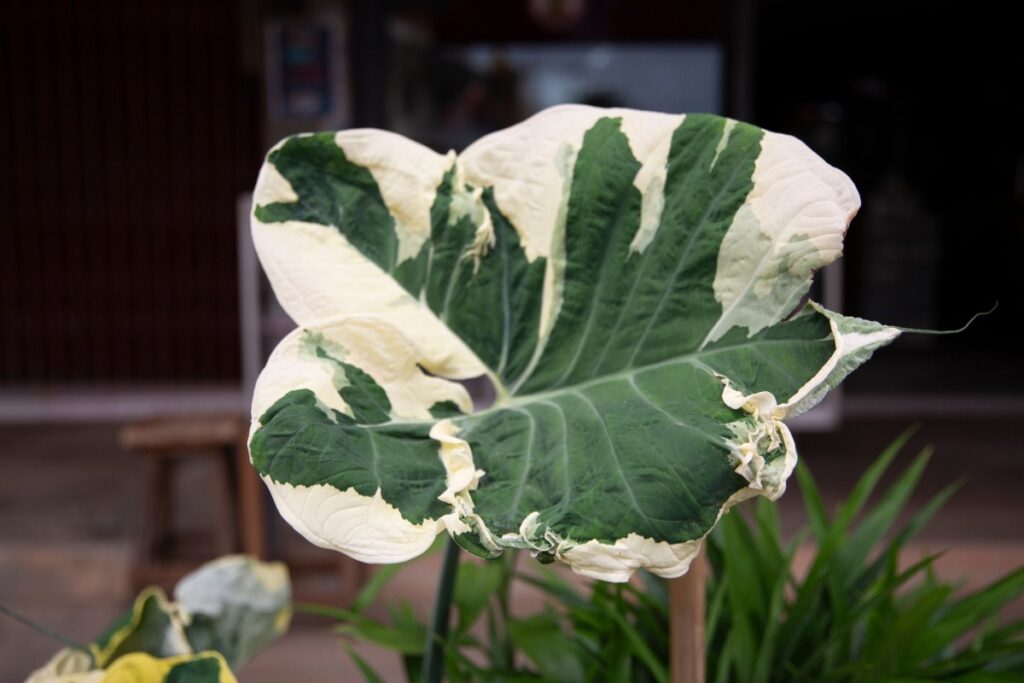 Feuille d'alocasia dans un jardin