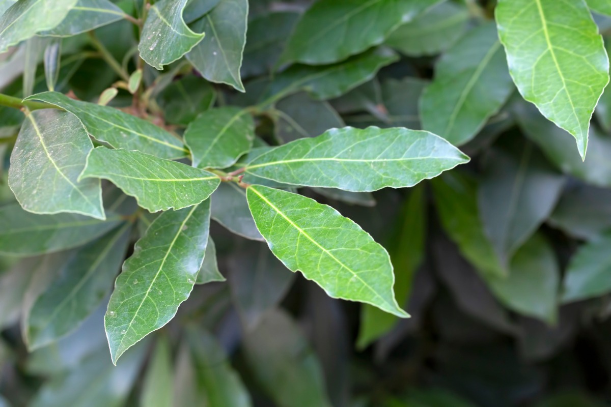 Des feuilles de laurier-sauce dans le jardin