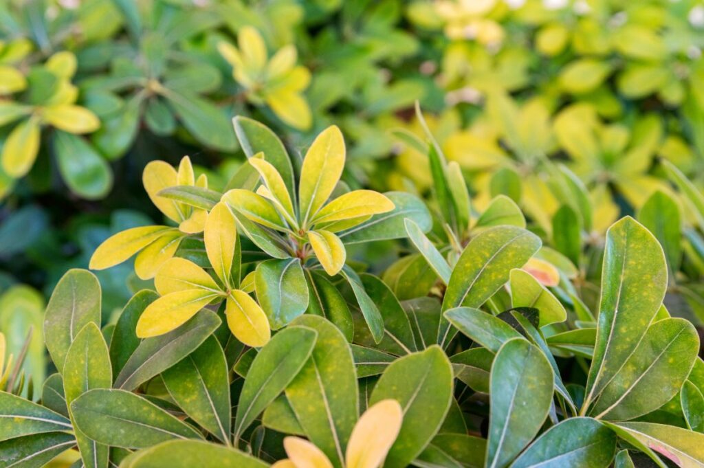 Des feuilles d'oranger du Mexique
