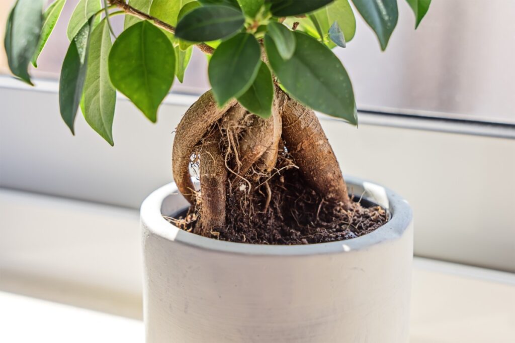 Plante de ficus dans un pot