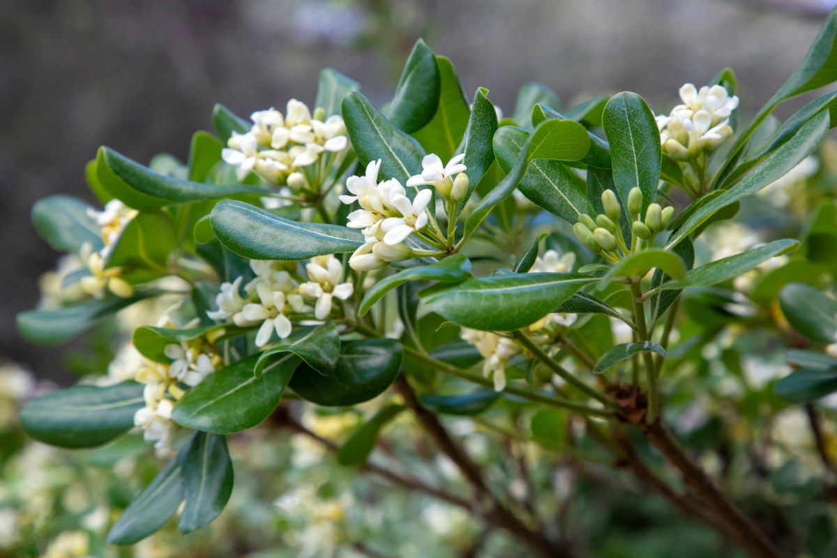 Un oranger du Mexique en pleine floraison