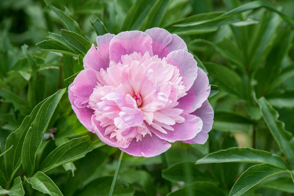 Une fleur de pivoine dans le jardin