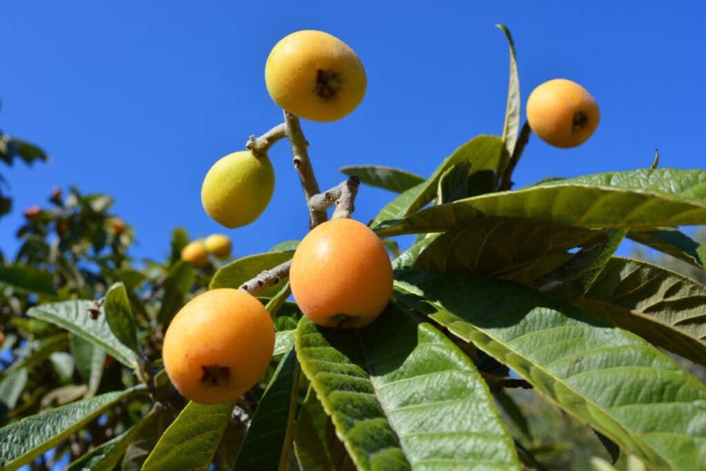Des fruits de néflier du Japon
