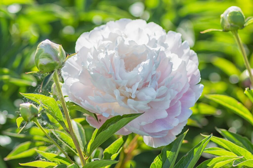 Une jolie fleur blanche de pivoine