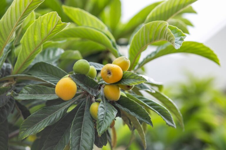 Des fruits et des feuilles vertes de néflier du Japon