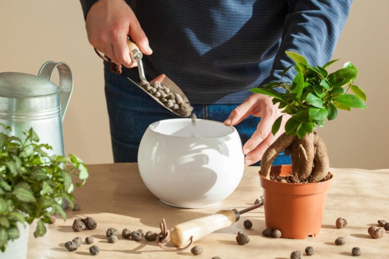Une personne faisant un entretient de sa plante de ficus