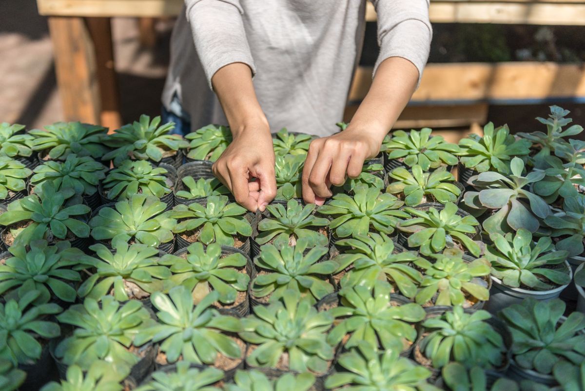 Une personne qui fait bouturer des plantes d'aéonium