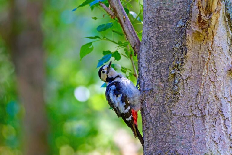 Un pivert perché sur le tronc d'un arbre
